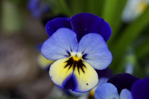 Pansy Flower Blossom Bloom Close Up Friendly