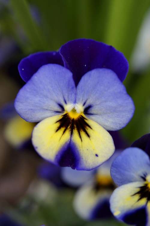 Pansy Flower Blossom Bloom Bloom Close Up Spring