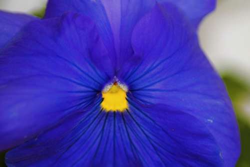 Pansy Flower Flowers Blue Plant Close Up