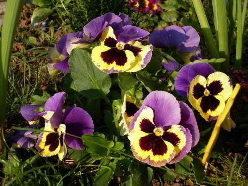 Pansy Flowers Spring Yellow Purple