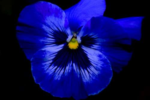 Pansy Flowers Plant Spring Blue