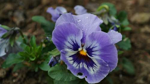 Pansy Background Blossom Bloom Colorful Flora