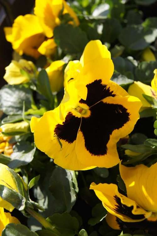 Pansy Garden Pansy Yellow Pansy Two Year Plant