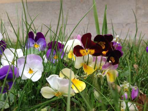 Pansy Flowers Nature Spring Plant Violet Blossom