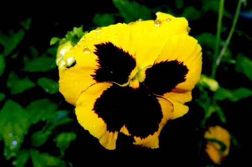 Pansy Flower Blossom Bloom Yellow Viola Colorful