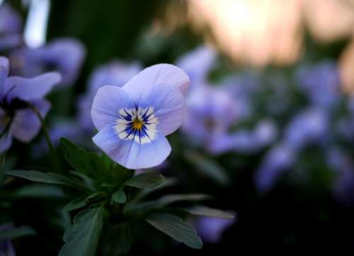 Pansy Flowers Violet Colorful Blossom Bloom