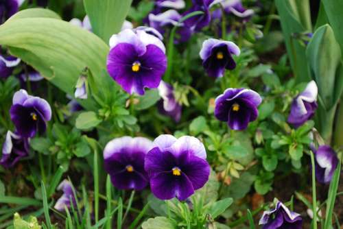 Pansy Flowers Nature Plants Flower Spring Garden