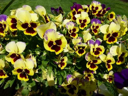 Pansy Flower Bloom Yellow Face Summer Plant