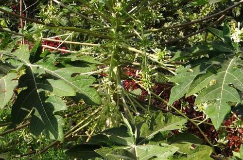 Papaya Male Inflorescence Fruit Tropical Hubli
