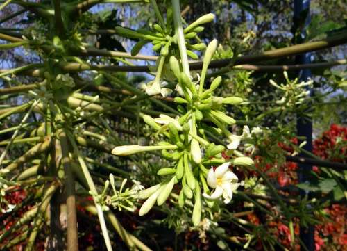 Papaya Male Inflorescence Flower Fruit Tropical