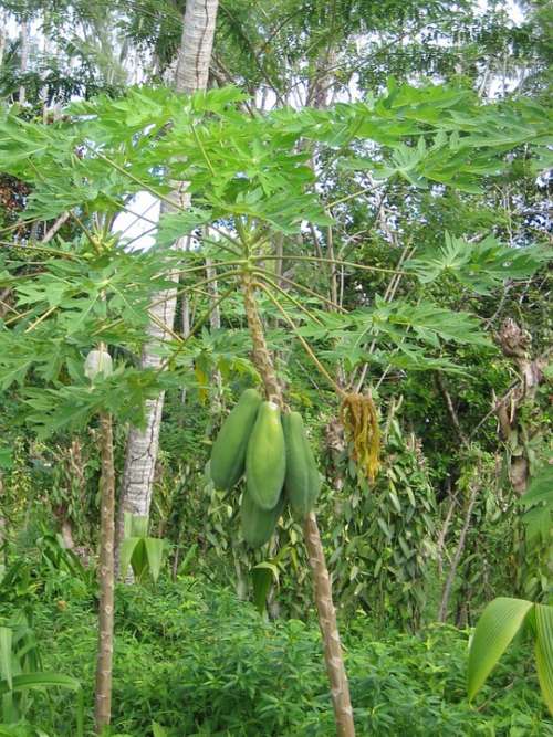 Papaya Tree Plant Tropical Fruit Exotic