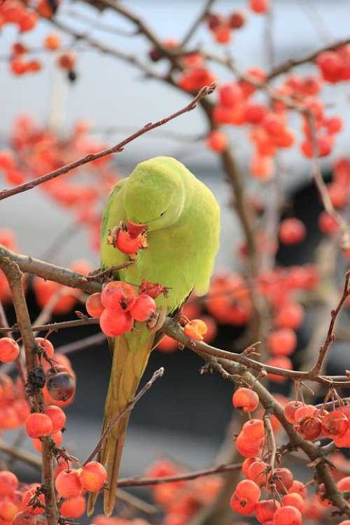Parakeet Birds Green Animals Nature