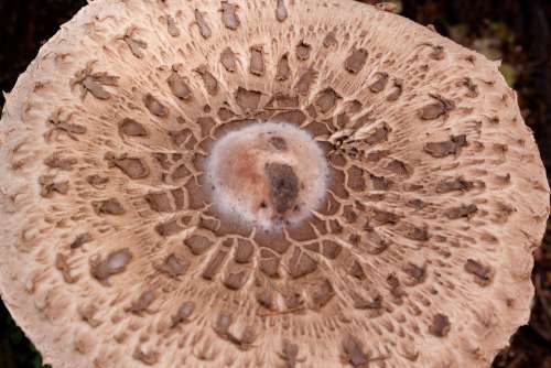 Parasol Mushroom Screen Fungus Great Schirmling