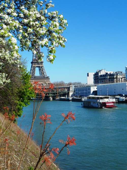 Paris Flowering France Monument Eiffel Tower