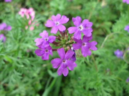 Park Flower Garden Plant Purple