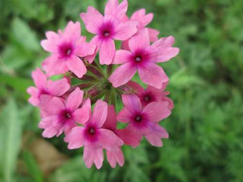 Park Flower Garden Plant Pink