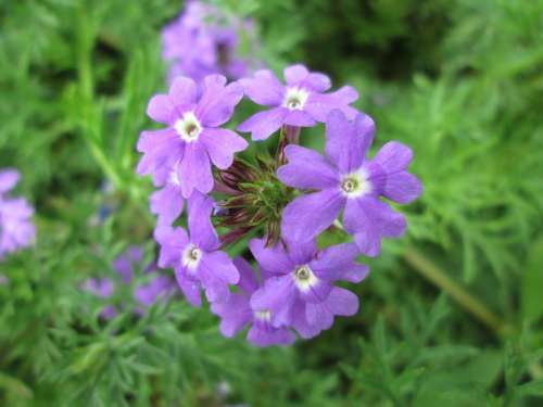 Park Flower Garden Plant Purple