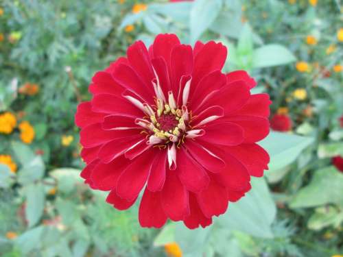 Park Flower Garden Plant Red