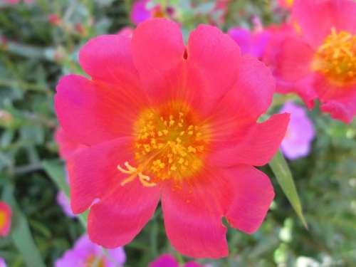 Park Flower Garden Plant Red