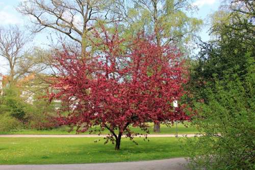Park Tree Blossom Bloom Spring