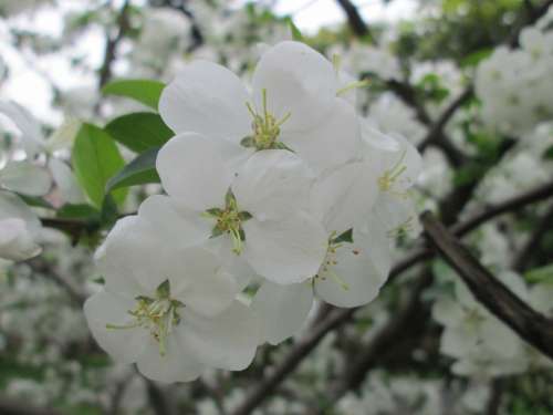 Park Cherry Blossom White Garden Plant