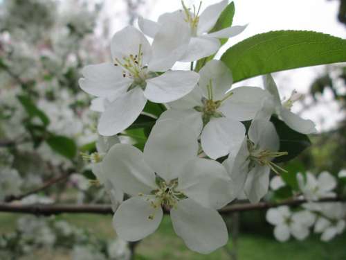 Park Cherry Blossom White Garden Plant