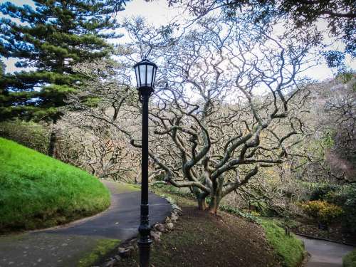 Park Garden Lantern Tree New Zealand Wellington