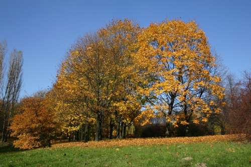 Park Forest Autumn Tree Foliage October Nature