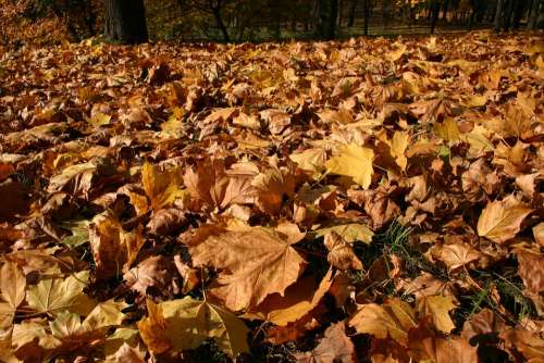 Park Forest Autumn Tree Foliage October Nature