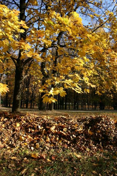 Park Forest Autumn Tree Foliage October Nature