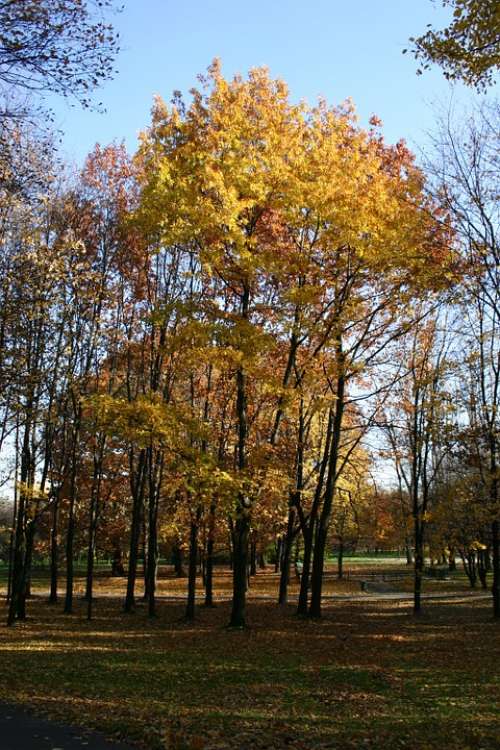 Park Forest Autumn Tree Foliage October Nature