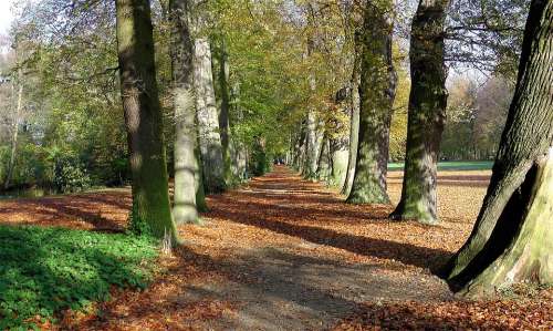 Park Away Trees Autumn Leaves