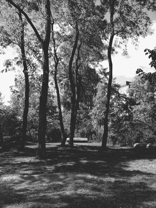 Park Black And White Monochrome Nature New York