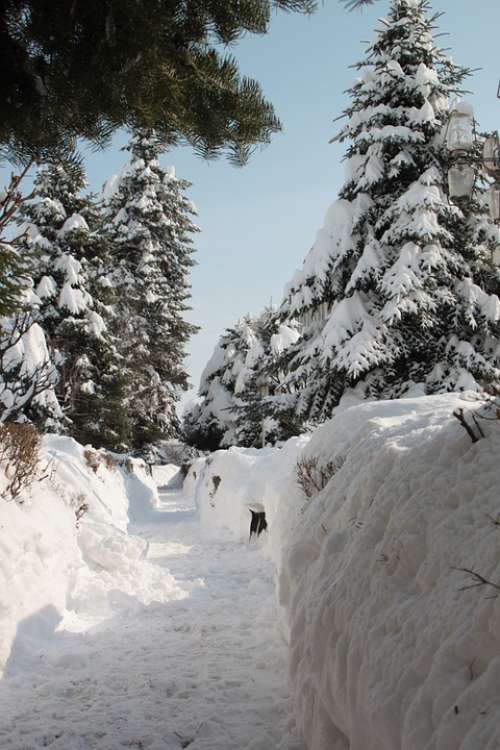 Park Snow Winter Alley Snowy Alleys