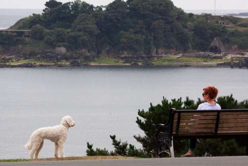 Park Bench Woman Dog Person Human Animal