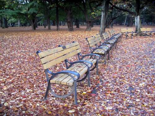 Park Benches Benches Park Rest Autumn Leaves