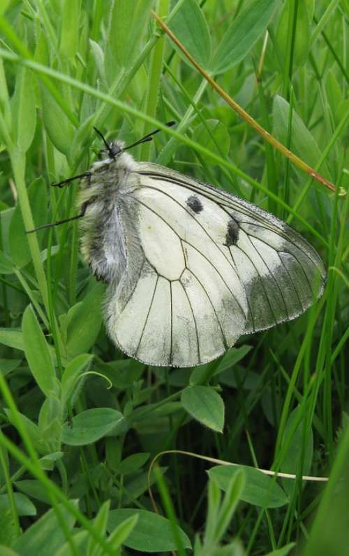 Parnassius Mnemosyne Butterfly White Grass Insect