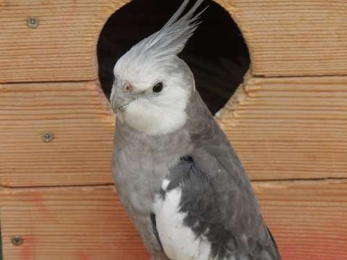 Parrot Cockatiel Bird Cage Gray White