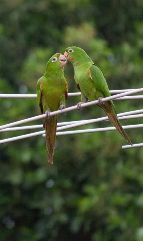 Parrot Plumage Nature Fauna