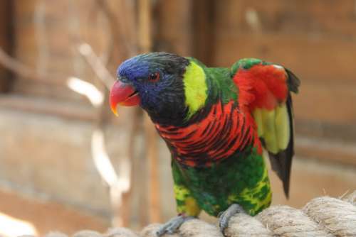 Parrot Animal Red Bird Birds Feather Blue Yellow