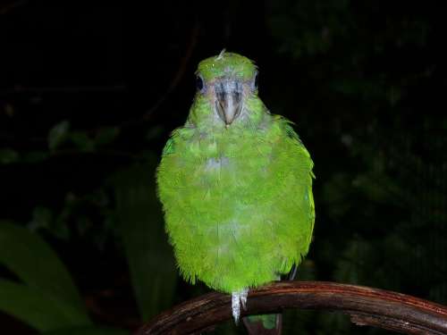 Parrot Green Plumage Nature Fauna