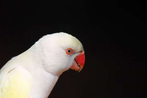 Parrot White Bird Wildlife Animal Wild Exotic