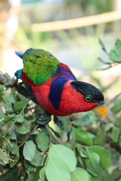 Parrot Zoo Bird Nature