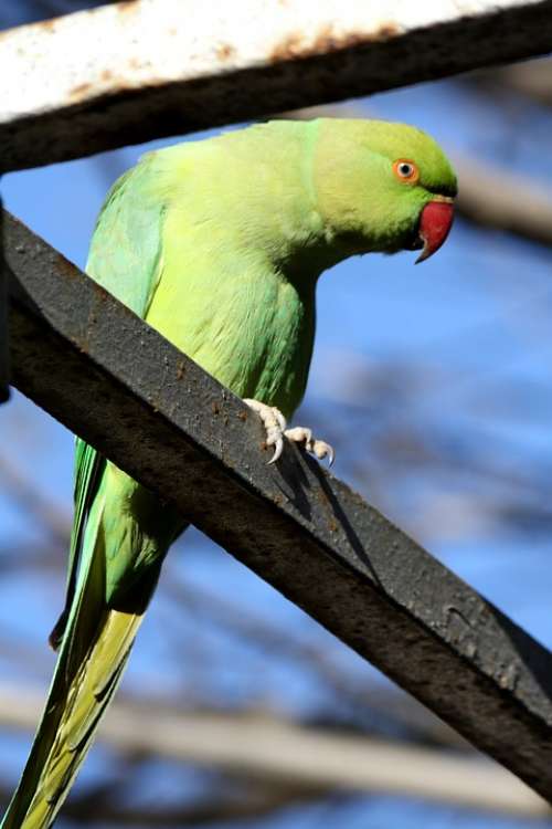 Parrot Green Birds Bird Seed-Eating Wings Wild