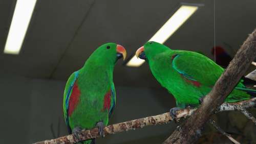 Parrot Birds Green Zoo Exotic Eclectus