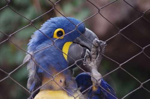 Parrot Caged Cage Bird Blue Zoo Philadelphia