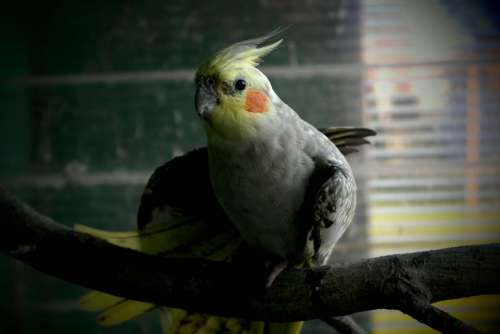 Parrot Extension Cockatiel Coloring Pet