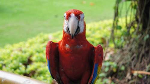 Parrot Bird Ara Colorful Animal Tropical Nature