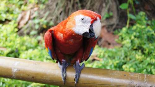 Parrot Bird Ara Colorful Animal Tropical Nature
