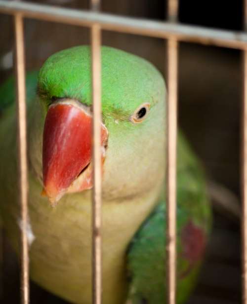 Parrot Caged Encaged Bird Cage Animal Tropical